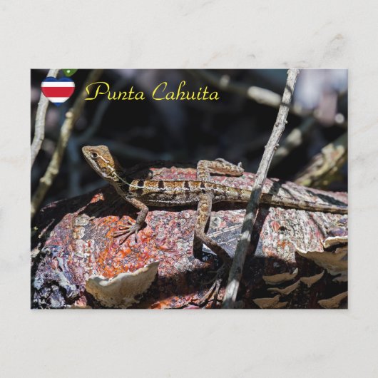 メスのバジリスク・リザード,プンタ・カフイタ – Costa Rica ポストカード (正面)