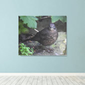 メスのブラックバード キャンバスプリント (インサイチュ (ウッドフロア))