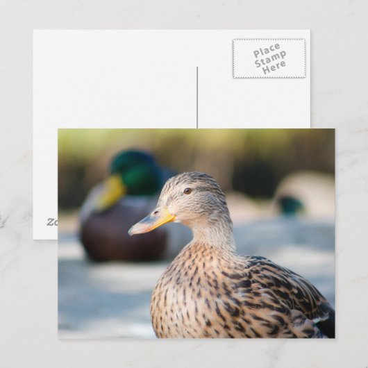 メスのマガモ ポストカード (正面/裏面)
