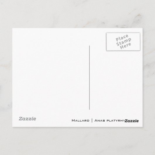 メスのマガモ ポストカード (裏面)