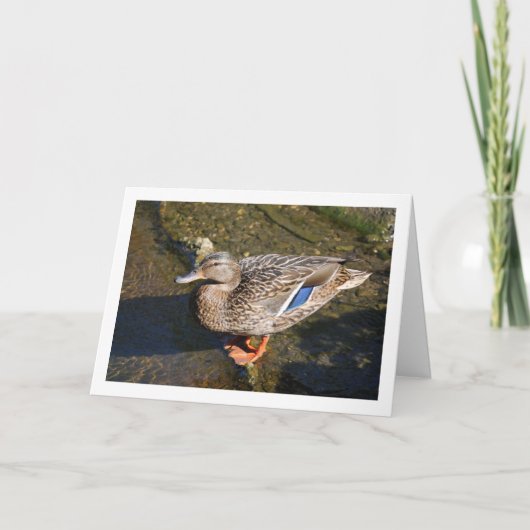 メスのマダカガモ カード (正面)