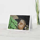 メスのマダラガモの巣作り カード (正面)