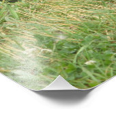 メスのマラードアヒルの写真の拡大 フォトプリント            (角)