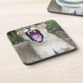 メスのライオン(ヒョウ属レオ)、マサイ族のマラの国民 コースター (左側)