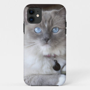 メスのラグドール iPhone 11 ケース