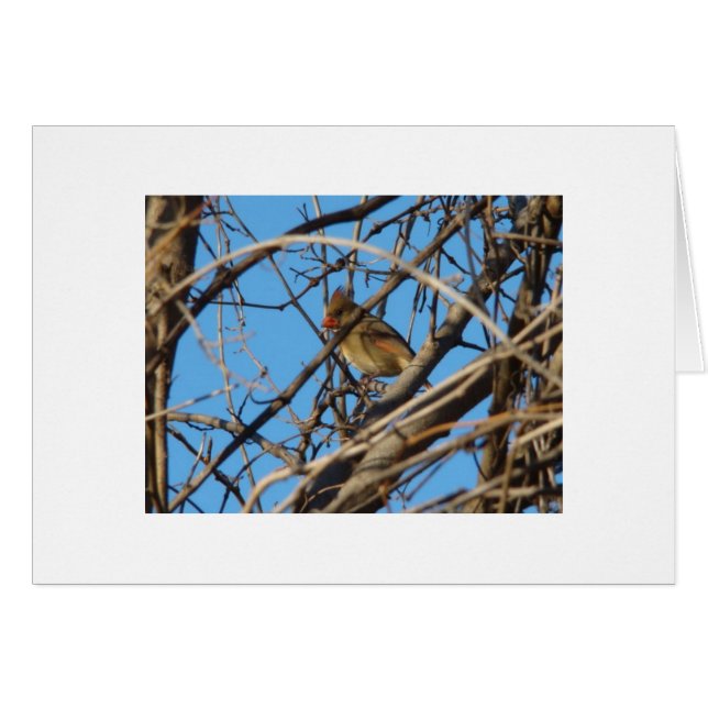 メスの北の（鳥）ショウジョウコウカンチョウ (正面横)