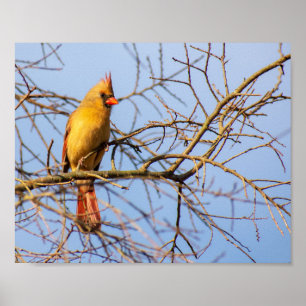 メスの北の(鳥)ショウジョウコウカンチョウ ポスター
