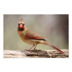 メスの(鳥)ショウジョウコウカンチョウ フォトプリント
