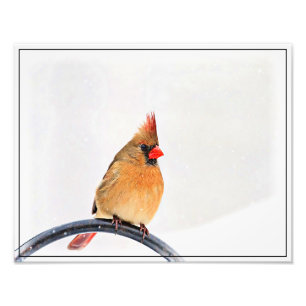 メスの(鳥)ショウジョウコウカンチョウ フォトプリント