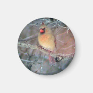 メスの(鳥)ショウジョウコウカンチョウ マグネット