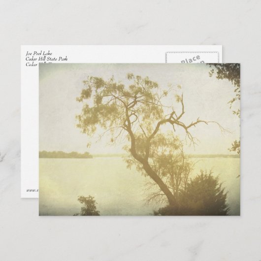 メスキートツリーアットシダーヒルアートポストカード ポストカード (正面/裏面)