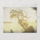 メスキートツリーアットシダーヒルアートポストカード ポストカード (正面)