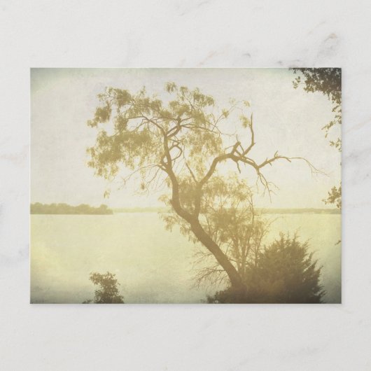 メスキートツリーアットシダーヒルアートポストカード ポストカード (正面)