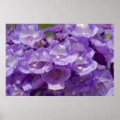 メスキート花 ポスター (正面)