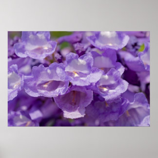 メスキート花 ポスター