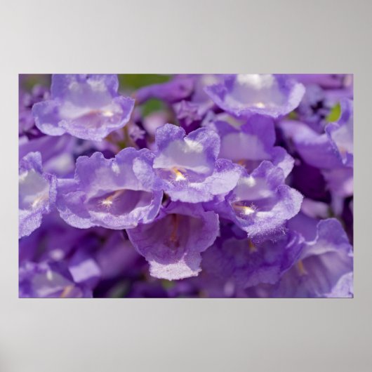 メスキート花 ポスター (正面)