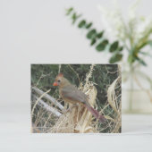 メスノーザン(鳥)ショウジョウコウカンチョウオンコーンタッセル ポストカード (スタンド正面)