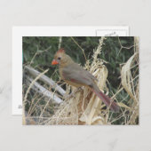 メスノーザン(鳥)ショウジョウコウカンチョウオンコーンタッセル ポストカード (正面/裏面)