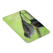 メスハウススパローマグネット マグネット (右側)