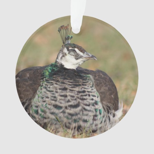 メスピーコックオーナメント オーナメント (正面)
