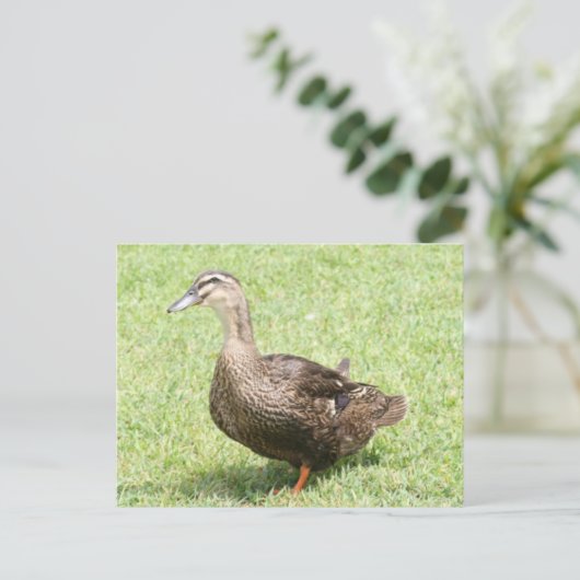 メスマラードアヒル写真はがき ポストカード (スタンド正面)