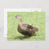 メスマラードアヒル写真はがき ポストカード (正面/裏面)
