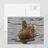 メスマラード ポストカード (正面/裏面)