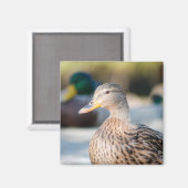 メスマラード マグネット (正面/裏面)