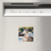 メスマラード マグネット (インサイチュ (食洗機))