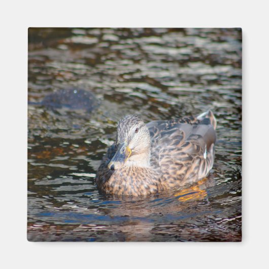 メスマラード マグネット (正面)