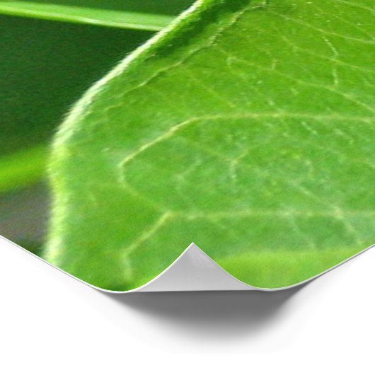 メス東タイガーアゲハチョウ蝶ポスター ポスター (角)