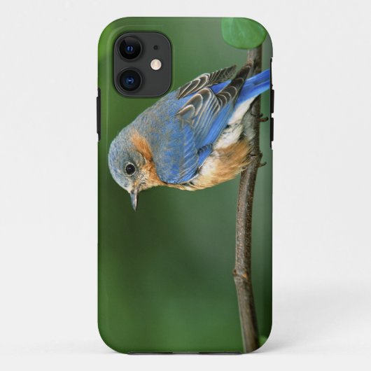 メス ルリツグミ Case-Mate iPhoneケース (裏面)