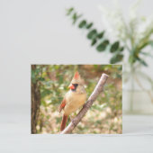 メス(鳥)ショウジョウコウカンチョウオンブランチ ポストカード (スタンド正面)