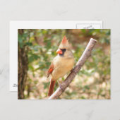 メス(鳥)ショウジョウコウカンチョウオンブランチ ポストカード (正面/裏面)