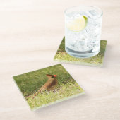 メス（鳥）ショウジョウコウカンチョウフォトグラスコースター ガラスコースター (アングル)