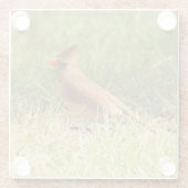 メス（鳥）ショウジョウコウカンチョウフォトグラスコースター ガラスコースター (裏面)