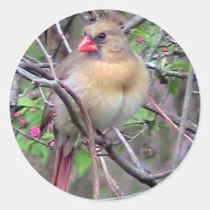 メス(鳥)ショウジョウコウカンチョウ(春) ラウンドシール