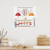 メセルソン・スタール実験DNAの図 ポスター (キッチン)