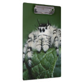 メタヒドジャンピングスパイダー クリップボード (右)