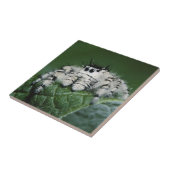 メタヒドジャンピングスパイダー タイル (側面)