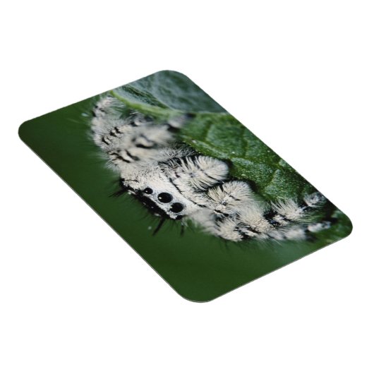 メタヒドジャンピングスパイダー マグネット (右側)