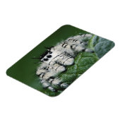 メタヒドジャンピングスパイダー マグネット (左側)