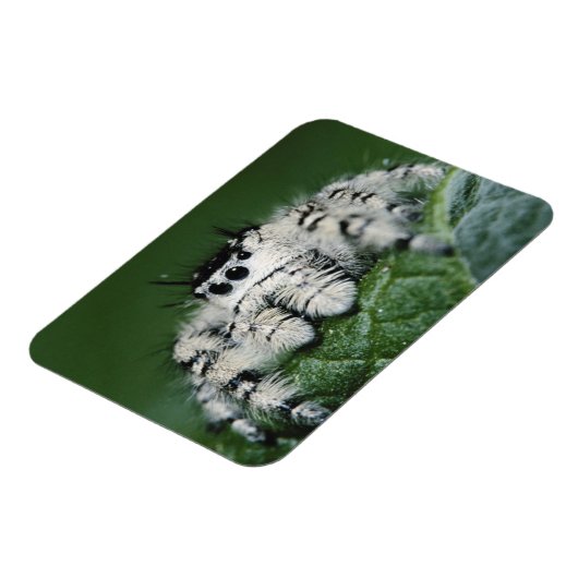 メタヒドジャンピングスパイダー マグネット (左側)