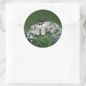 メタヒドジャンピングスパイダー ラウンドシール (バッグ)