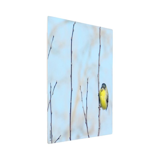 メタルウォールアート – イエローフィンチ メタルプリント (3/4)