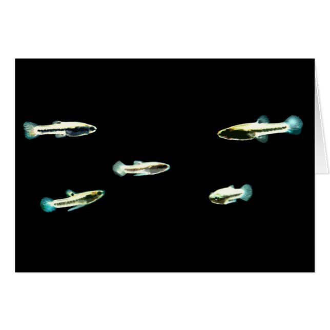 メダカ科 (正面横)