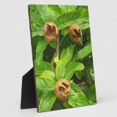 メダルフルーツ フォトプラーク (側面)