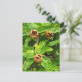 メダルフルーツ ポストカード (スタンド正面)