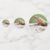 メッキトカゲ コンフェッティ (正面)