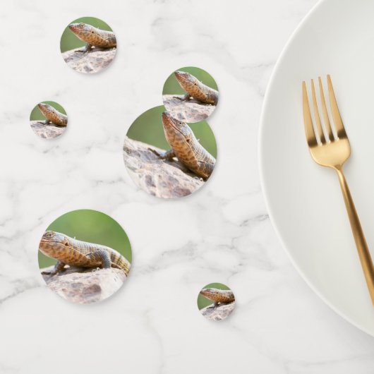 メッキトカゲ コンフェッティ (グループ)